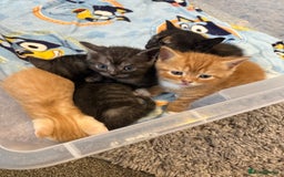 British Shorthair cats for sale: British Shorthair Cross Kittens  - Image 1