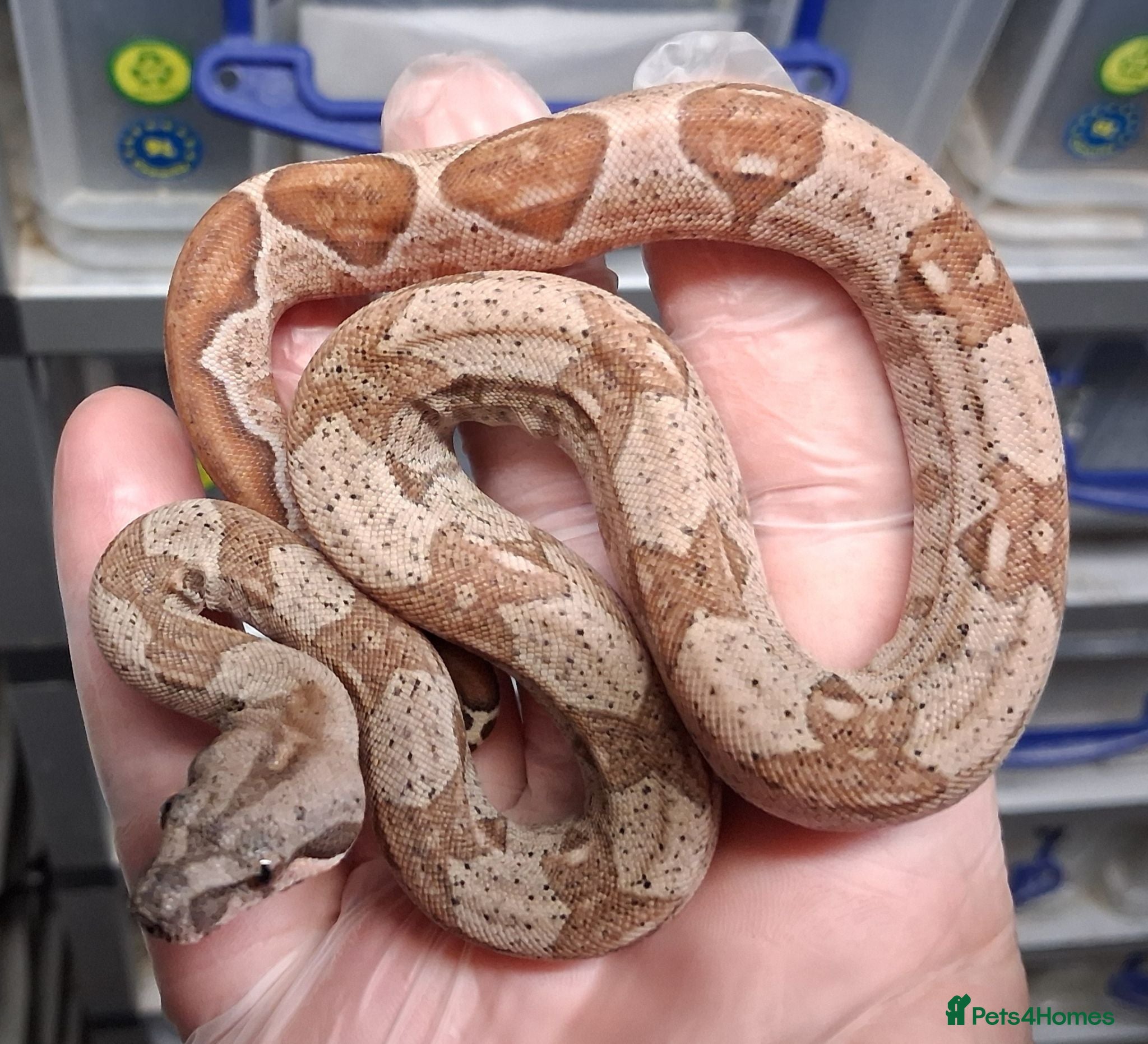 Boa Snake reptiles Baby Hypo Boa constrictor's  - Advert 1