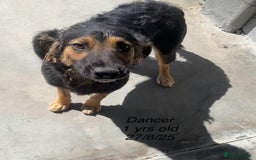 Mixed Breed dogs for adoption: Dancer, Approx 13 months, Available for adoption. - Image 1