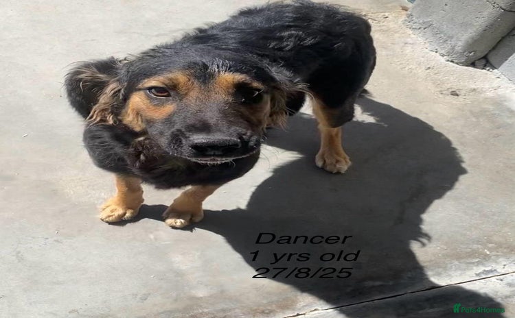 Mixed Breed dogs - Advert 2