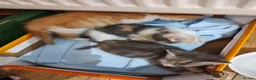 British Shorthair cats for sale: Five stunning kittens available immediately  - Advert 2