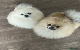 Pomeranian dogs for sale: Pomeranian Puppies – Ready Soon  - Image 14
