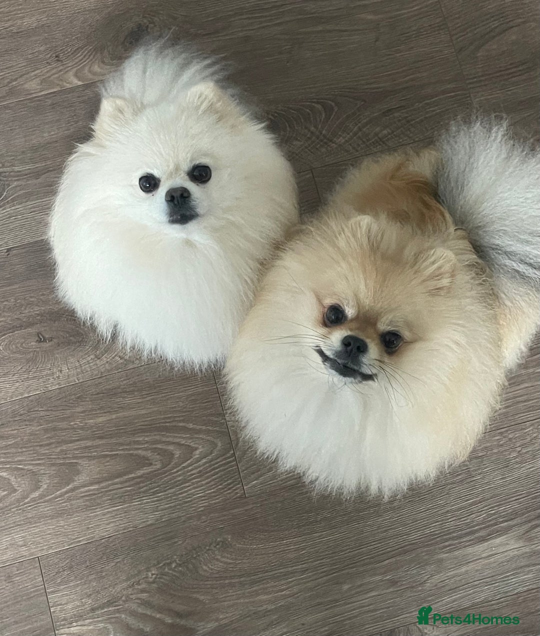 Pomeranian dogs for sale: Pomeranian Puppies – Ready Soon  - Image 14
