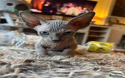 Sphynx cats for sale: Sphynx/ Bambino/ Elf Kittens - Image 6