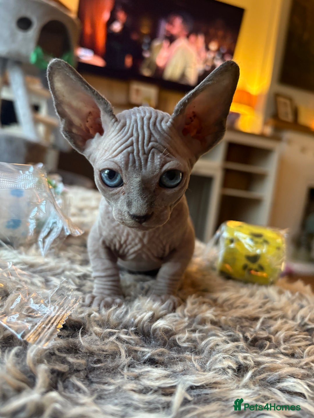 Sphynx cats for sale: Sphynx/ Bambino/ Elf Kittens - Image 6