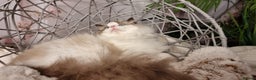 Ragdoll cats for sale: Quality Tica reg Ragdoll kittens  - Advert 9