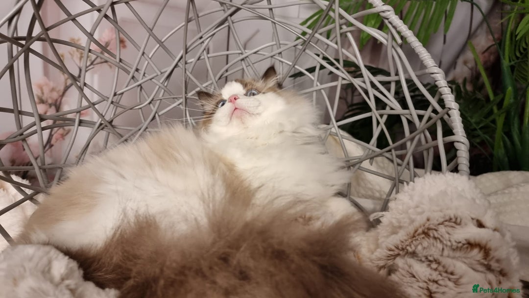 Ragdoll cats for sale: Quality Tica reg Ragdoll kittens  - Advert 9