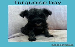 Miniature Schnauzer dogs for sale: Miniature Schnauzer Puppies  - Image 8