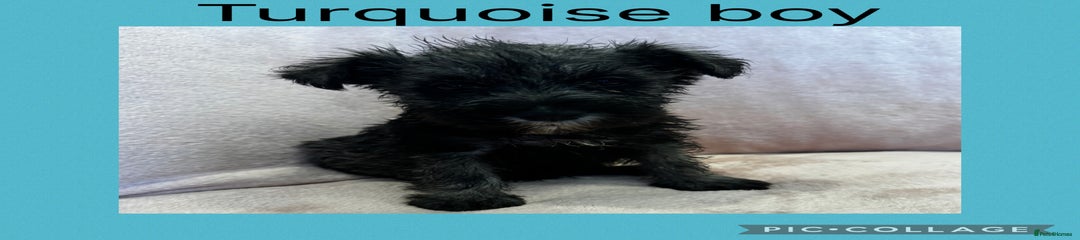 Turquoise Boy