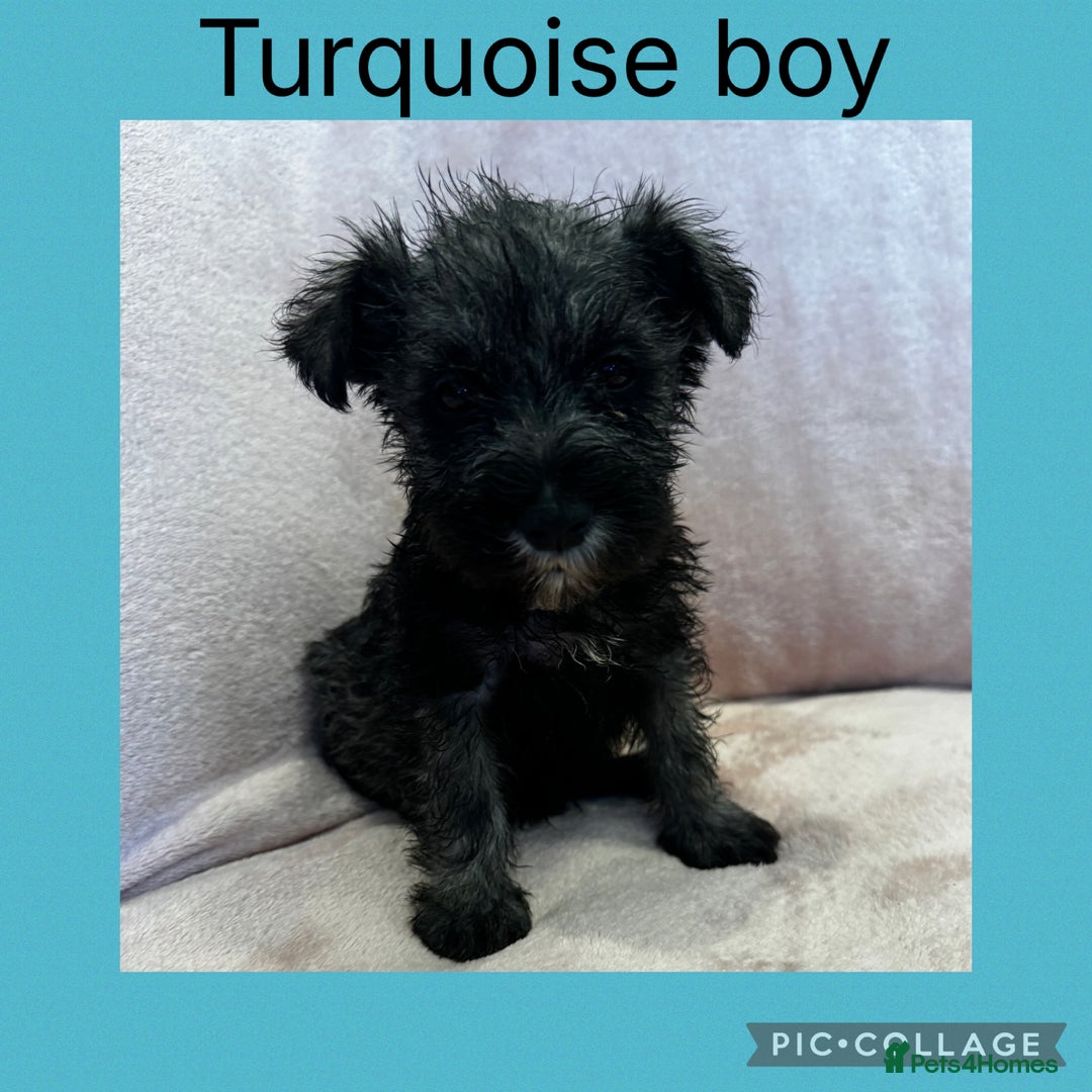Miniature Schnauzer dogs for sale: Miniature Schnauzer Puppies  - Image 8