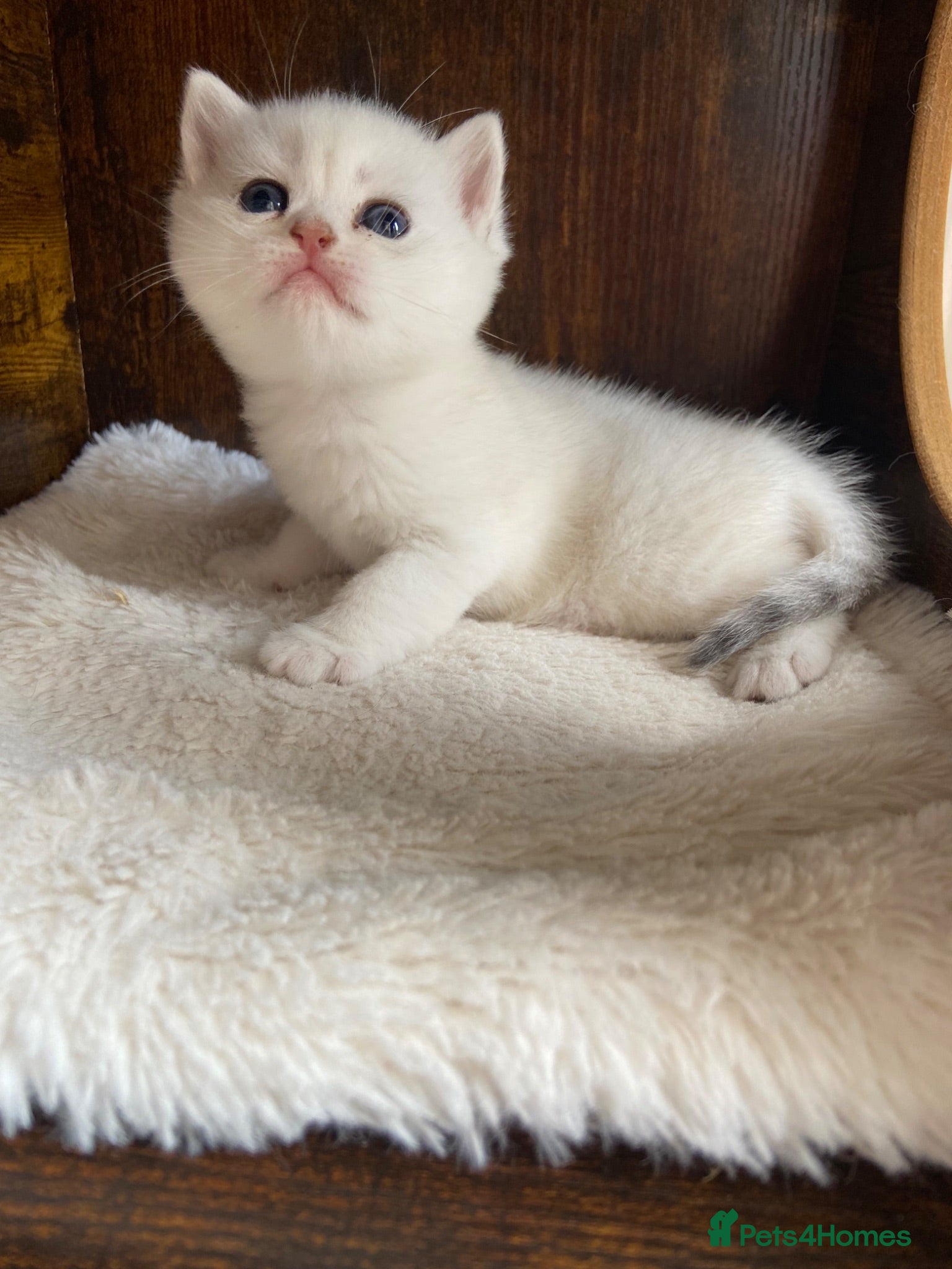 British Shorthair cats Silver pedigree British Shorthair kittens  - Advert 1