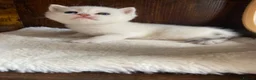 British Shorthair cats for sale: Silver pedigree British Shorthair kittens  - Advert 6