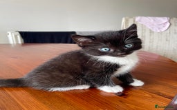 Mixed Breed cats for sale: 2 Adorable Kittens For Sale  - Image 10