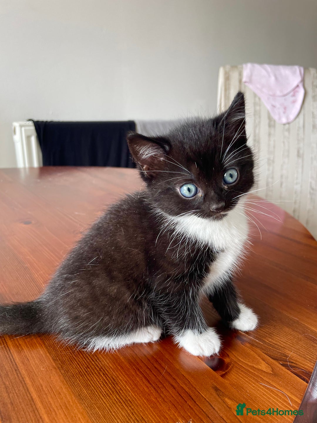 Mixed Breed cats for sale: 2 Adorable Kittens For Sale  - Image 10
