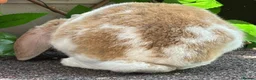 Mini Lop rabbits for sale: Mini Plush Lop - Hypoallergenic Fur. - Advert 12