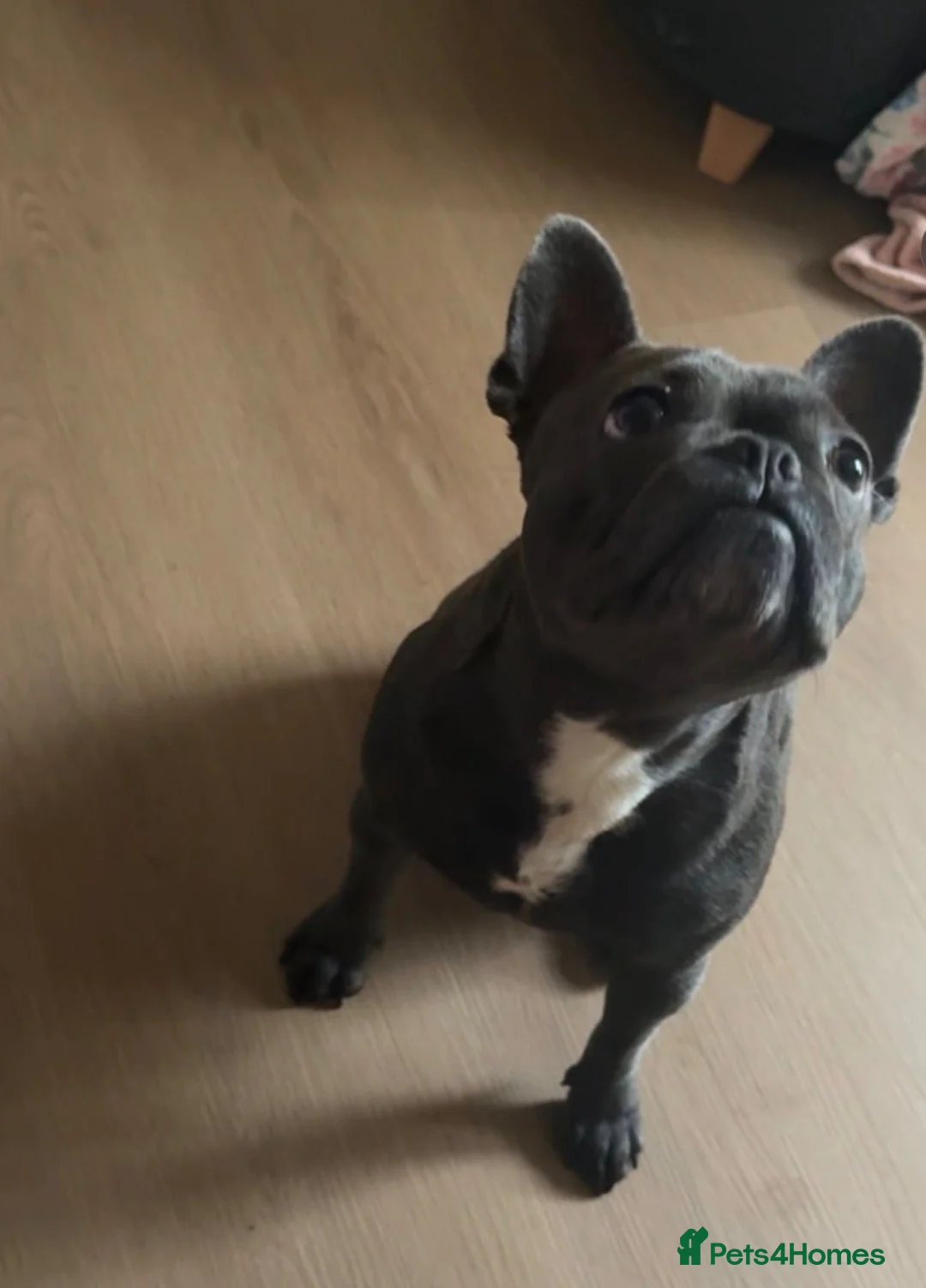 French Bulldog dogs for sale: Great Frenchie. 2 years old. Female - Advert 1