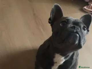 French Bulldog dogs Great Frenchie. 2 years old. Female - Advert 7