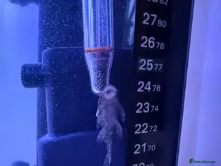 Other/Mixed Breed fish 7 Goldfish & 2 Baby Plecos & 180L Fish Tank - Advert 1