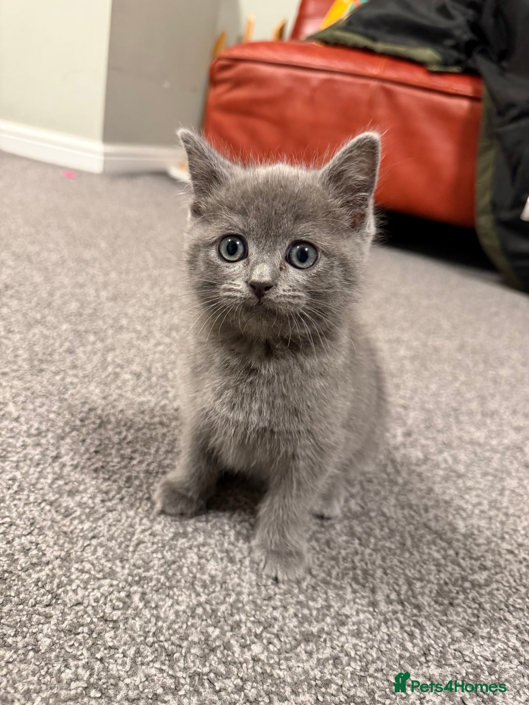 British Shorthair cats for sale: Beautiful British Shorthair Kitten - Advert 1