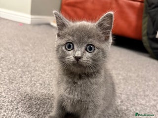 British Shorthair cats Beautiful British Shorthair Kitten - Advert 1