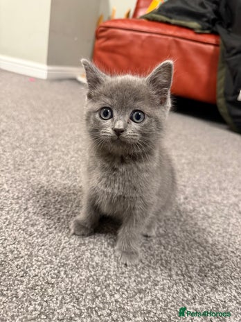 British Shorthair cats Beautiful British Shorthair Kitten - Advert 1