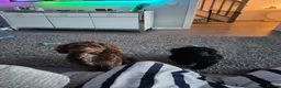 Cockapoo dogs for sale: 2 cockapoos for sale - Advert 5