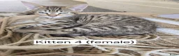 Domestic Shorthair cats for sale: 5 beautiful tabby kittens for Sale!!! - Advert 31