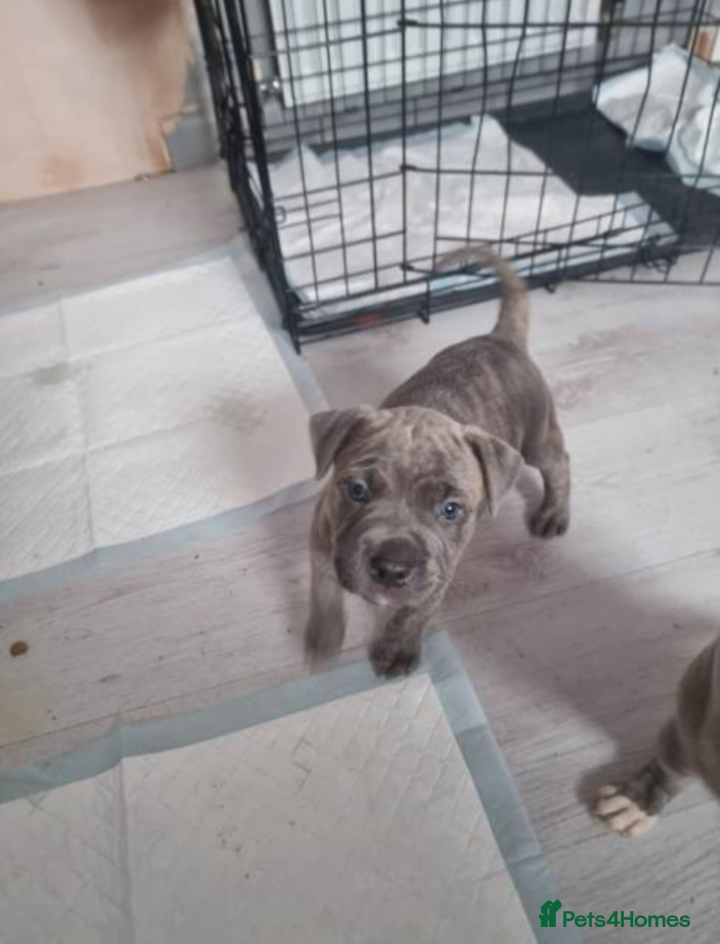 American Bulldog dogs 2 American Bulldog Puppies Available  - Advert 2