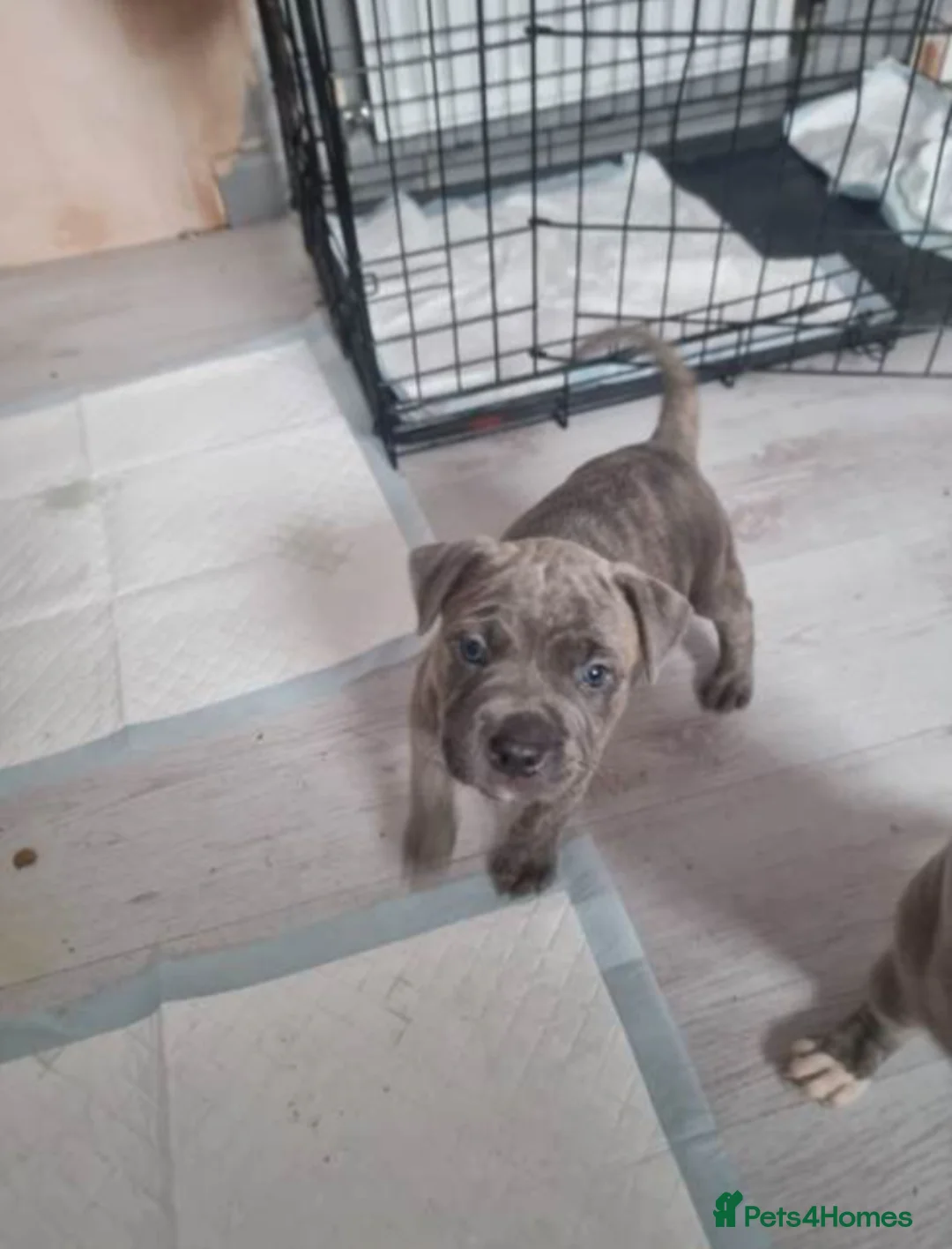 American Bulldog dogs for sale: 2 American Bulldog Puppies Available  - Advert 1