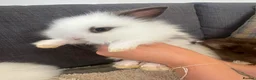 Lionhead rabbits for sale: Beautiful Baby Lionhead Bunnies  - Advert 6