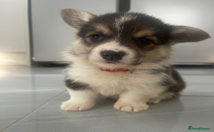 Welsh Corgi Pembroke dogs - Advert 1