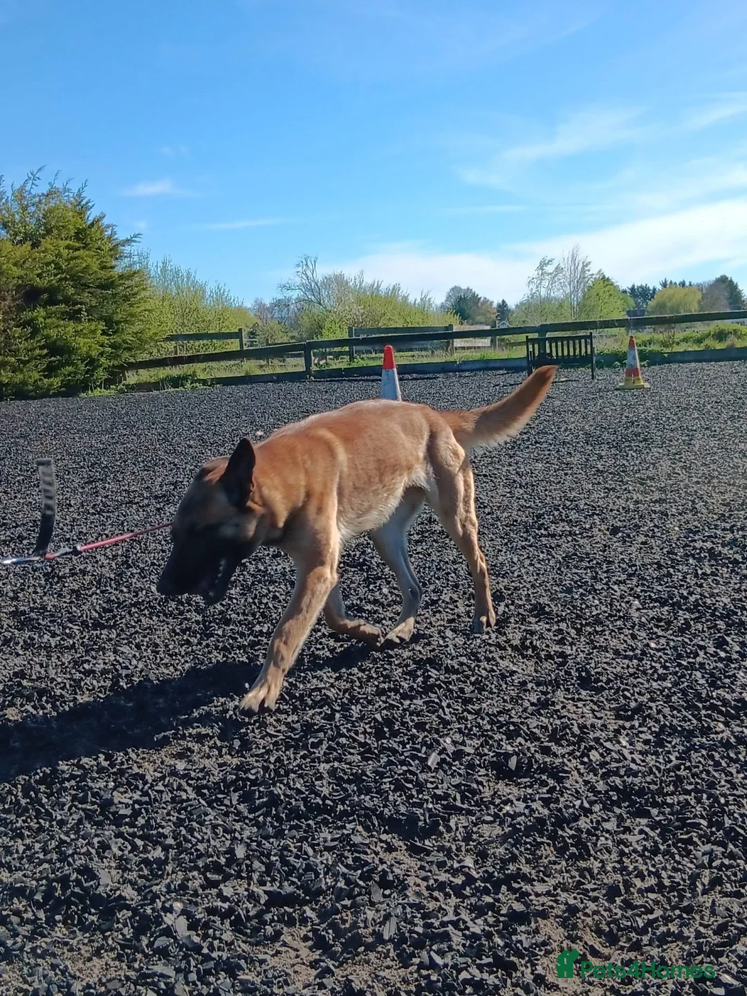 Belgian Shepherd Dog dogs for adoption: BEK - Malinois - Advert 2