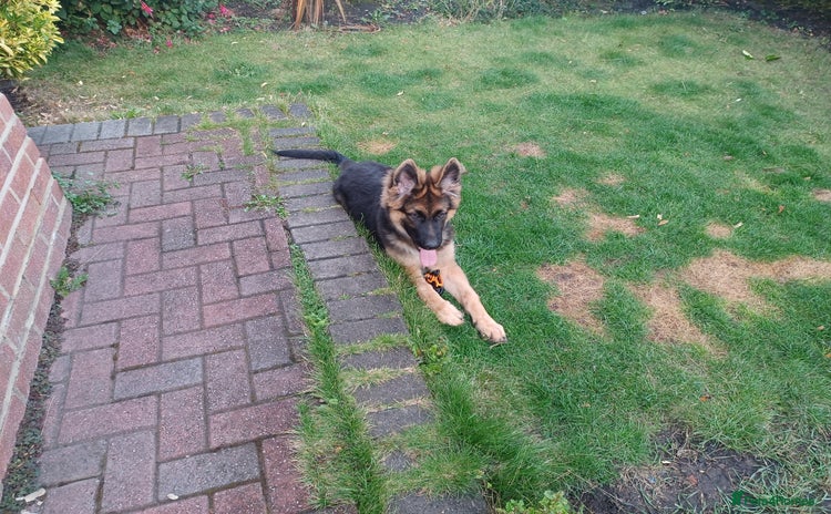 German Shepherd dogs - Advert 1