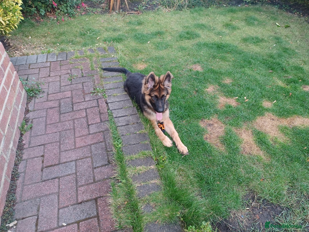 German Shepherd dogs for sale: German shepherd  - Image 1
