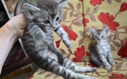 Maine Coon cats for sale: Maine coon Kittens in Oswestry - Image 3