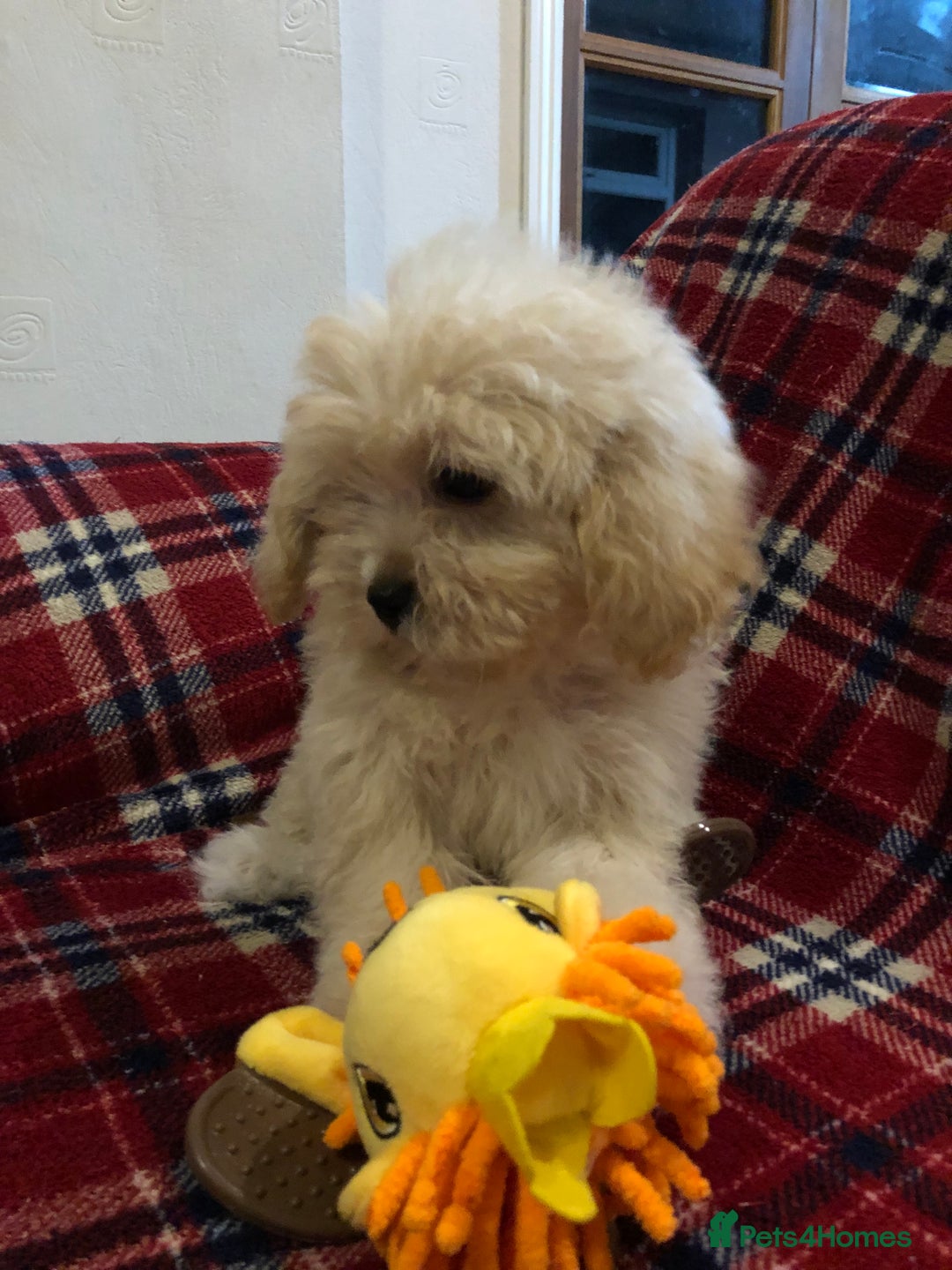 Shihpoo dogs for sale: shihpoo puppies for sale  - Advert 5