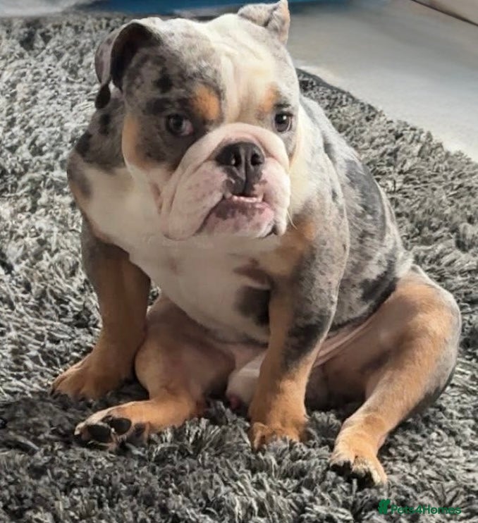 English Bulldog dogs Kc Registered British bulldog (English Bulldog) - Advert 4