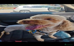 Cockapoo dogs for sale: Miniature cockapoo  - Image 2
