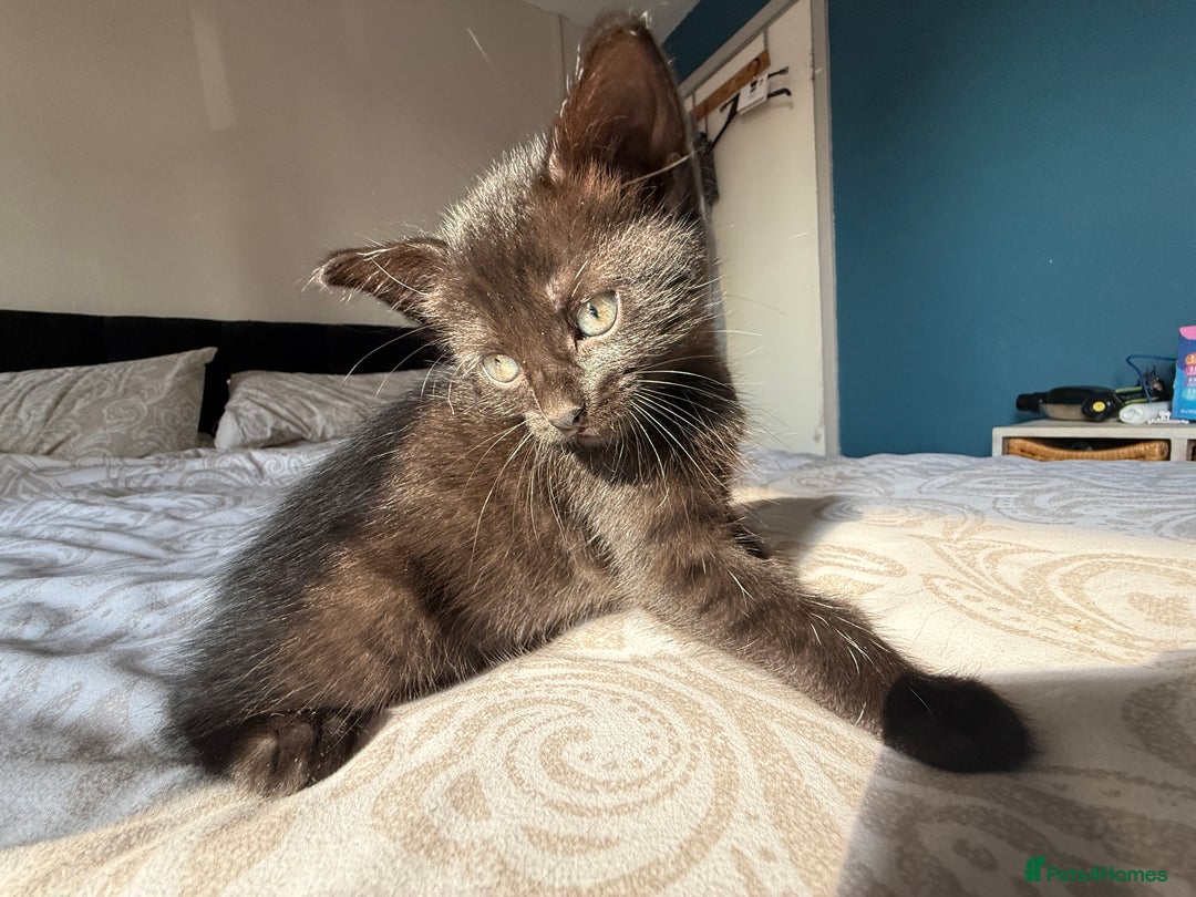 Mixed Breed cats for sale: 3 beautiful kittens available - Image 39