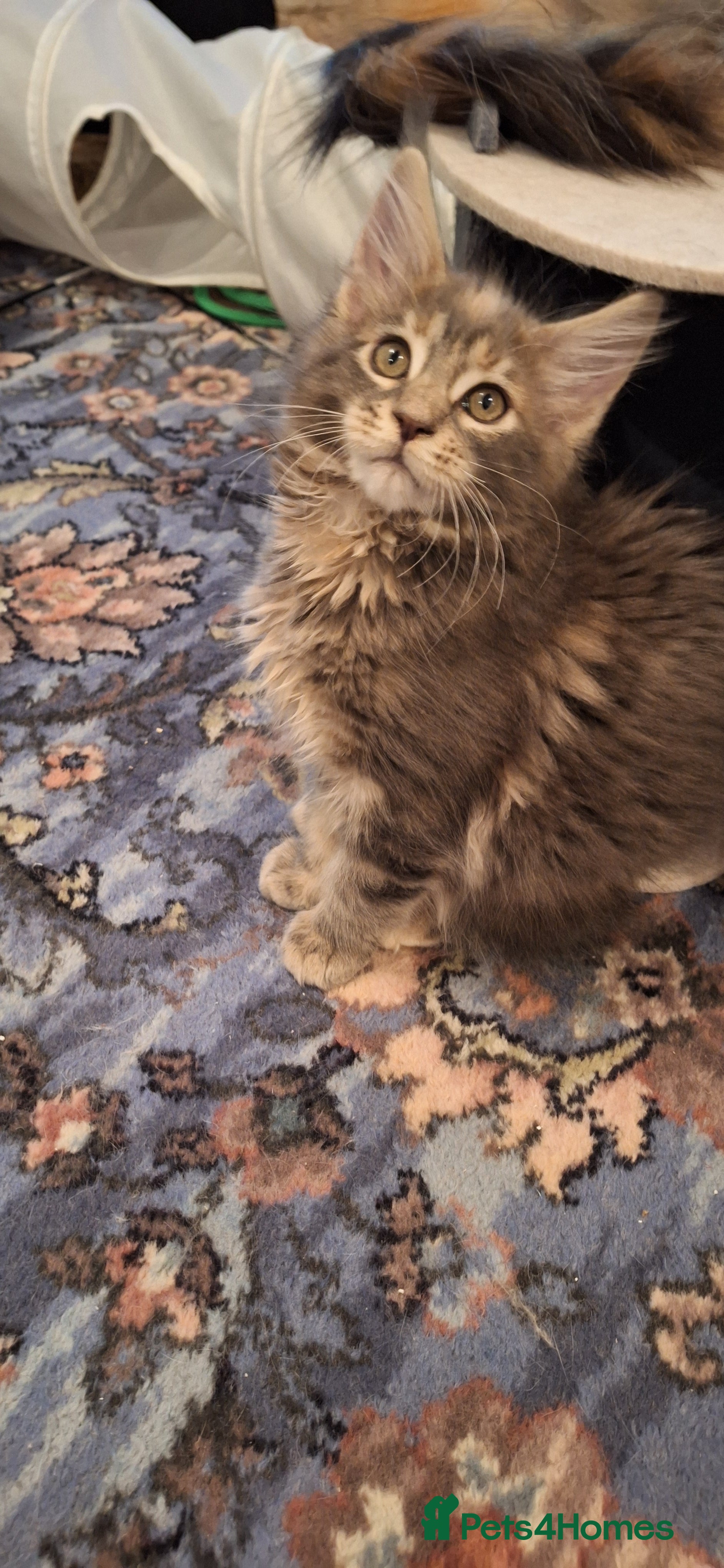 Maine Coon cats 😻 Ready Now Gorgeous Maine Coon Kittens 😻 - Advert 5