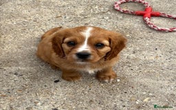 Cockalier dogs for sale: Gorgeous Cockalier Puppies… - Image 22
