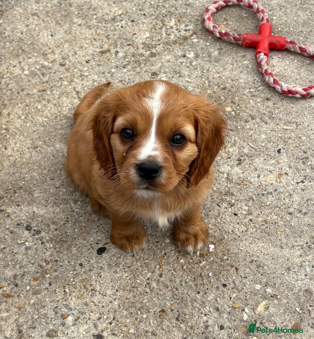 Cockalier dogs for sale: Gorgeous Cockalier Puppies… - Image 22