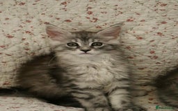 Maine Coon cats for sale: GCCF Pedigree Maine Coon Kittens champion line  - Image 14