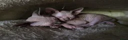Sphynx cats for sale: Two beautiful Sphynx kittens - Advert 3