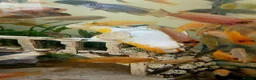 Cichlids fish for sale: African cichlids  - Advert 16