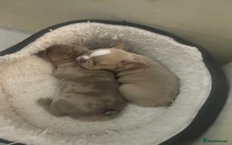 French Bulldog dogs for sale: French bulldog  - Image 7