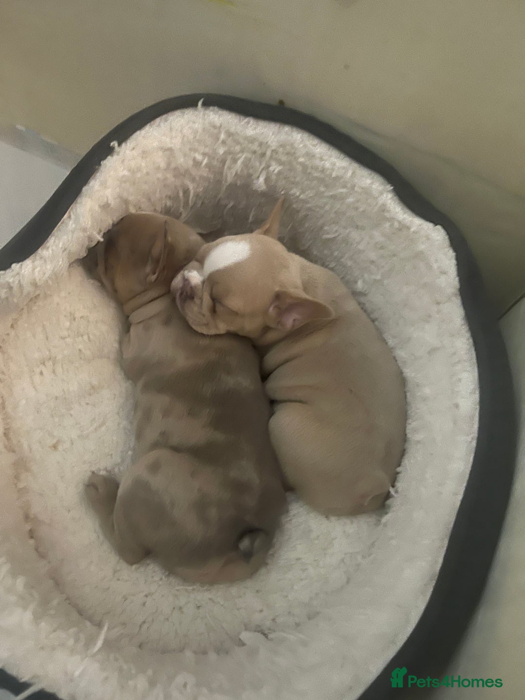 French Bulldog dogs for sale: French bulldog  - Image 7