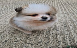 Pomeranian dogs for sale: 1 BOY 1 GIRL POMERANIAN PUPPIES AVAILABLE  - Image 24