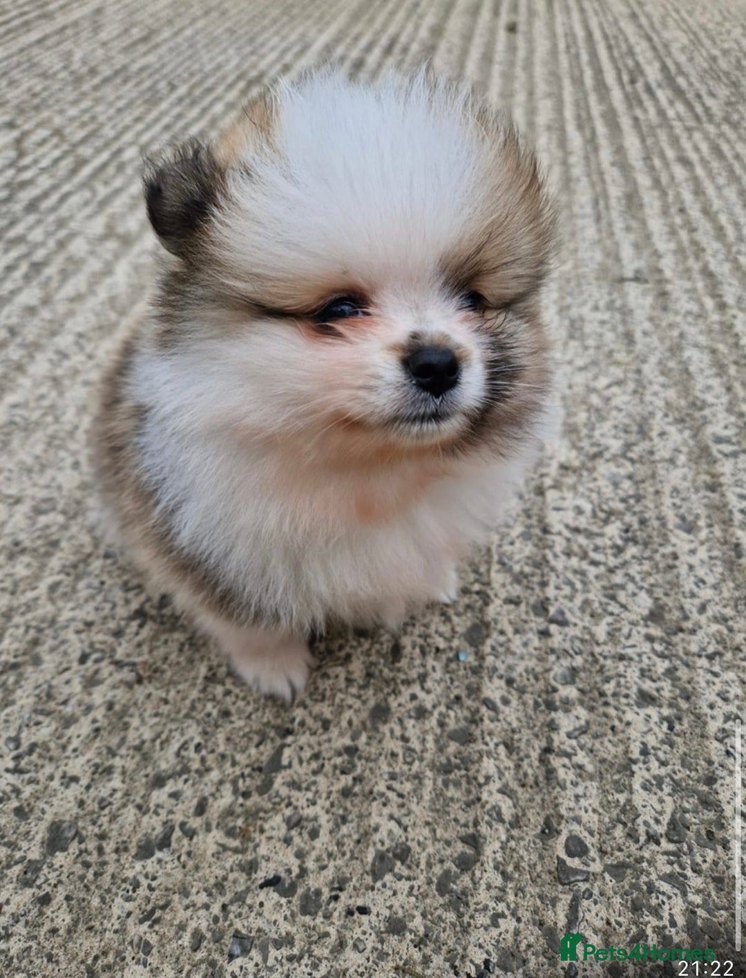 Pomeranian dogs for sale: 1 BOY 1 GIRL POMERANIAN PUPPIES AVAILABLE  - Image 24