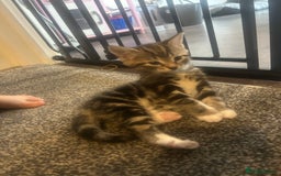 Mixed Breed cats for sale: Mixed ragdoll kittens  - Image 3